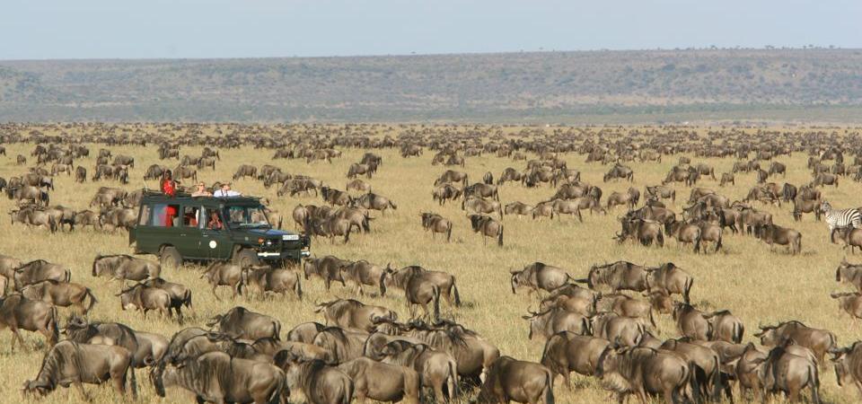 Serengeti Safari Tours Serengeti Safari Tours