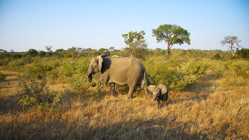 Timbavati Safari Holidays Safari Guide Africa